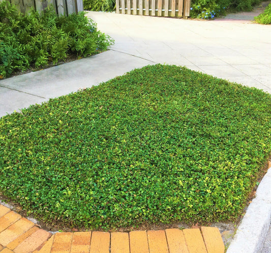 Asiatic Jasmine Minima | 1436 Live Plants | Trachelospermum Asiaticum | Ground Cover, Fast Growing, Low Maintenance Evergreen, Cold Hardy, Drought Tolerant, Dense Growth, Landscaping