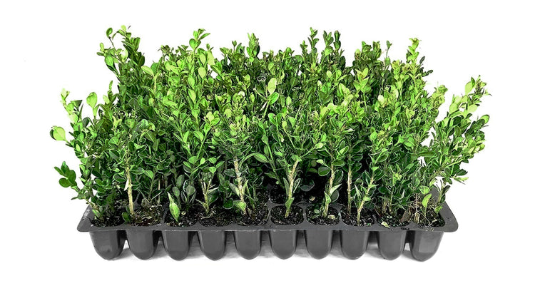 Winter Gem Boxwood