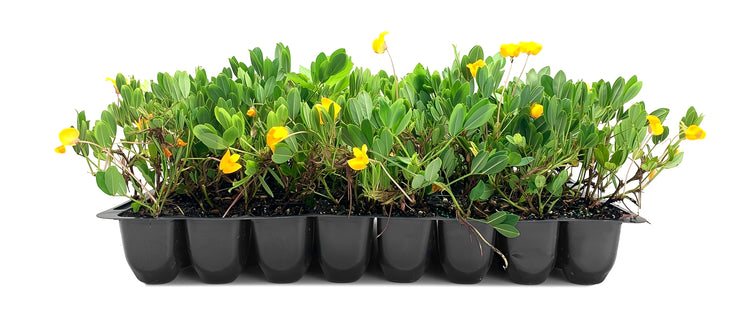EcoTurf Perennial Peanut Grass | Live Plants | Arachis Glabrata | Live Ground Cover for Sustainable Landscaping, Drought|Tolerant