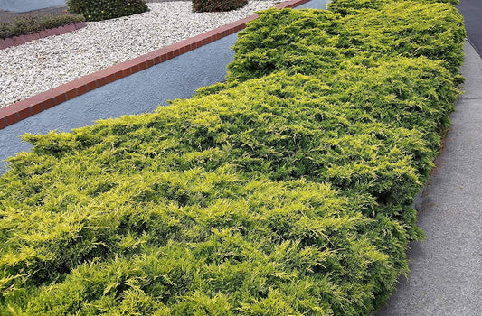 Old Gold Juniper | Live Plants | Juniperus Chinensis | Drought Tolerant Cold Hardy Evergreen Ground Cover