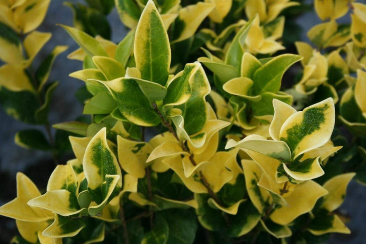 Ligustrum Japonicum Howardi - Live Plants - Privet Howardii - Variegated Evergreen Shrub