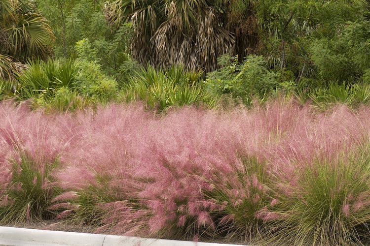 Pink Muhly Grass | 1 Large Live Plant | Muhlenbergia Capillaris | Hairawn Muhly | Blooming Ornamental Foliage