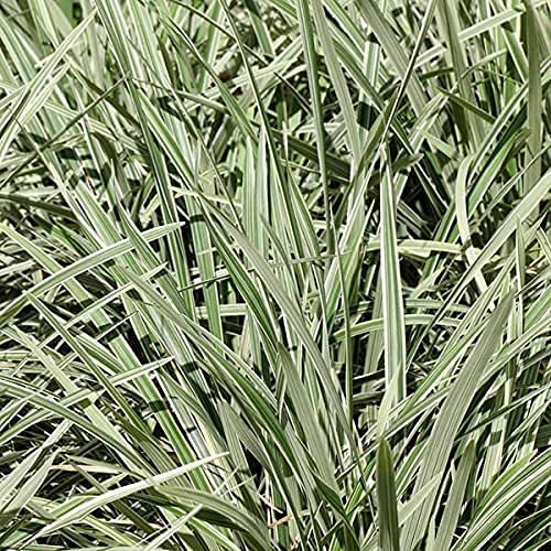 Aztec Grass | Live Quart Size Plants | Variegated Liriope | Ophiopogon Intermedius Argenteomarginatus