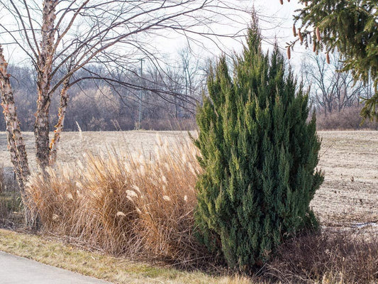 Spiny Greek Juniper | Live Trees | Juniperus Chinensis