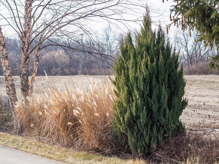 Spiny Greek Juniper | Live Trees | Juniperus Chinensis