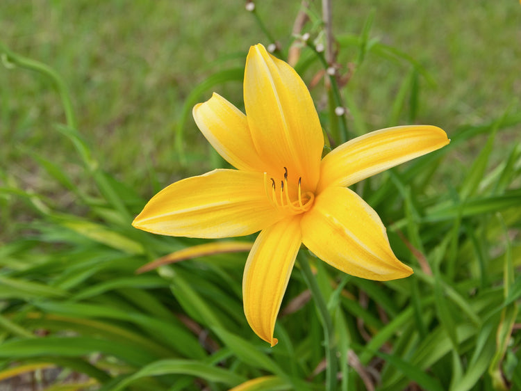 Daylily 'Aztec Gold' | 15 Live Plants | Hemerocallis Blooming Ground Cover Ornamental Foliage