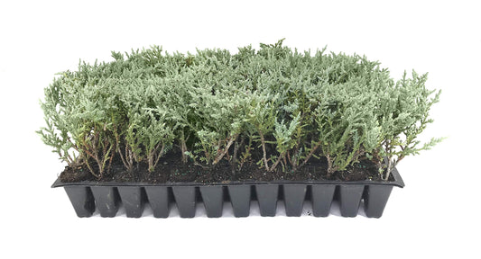 Juniper Angelica Blue | Live Plants | Juniperus Chinensis | Drought Tolerant Cold Hardy Evergreen