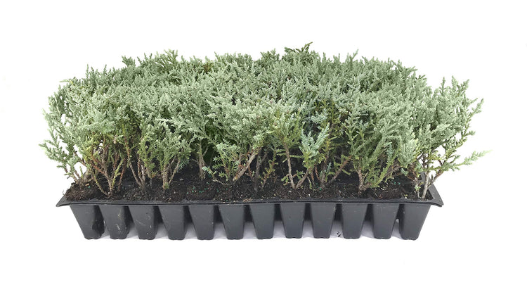 Juniper Angelica Blue | Live Plants | Juniperus Chinensis | Drought Tolerant Cold Hardy Evergreen