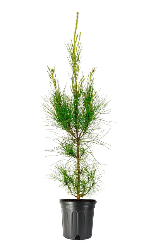 Loblolly Pine Tree | Large Gallon Size Pots | Pinus Taeda | Fast|Growing Evergreen | Shade Tree Plants