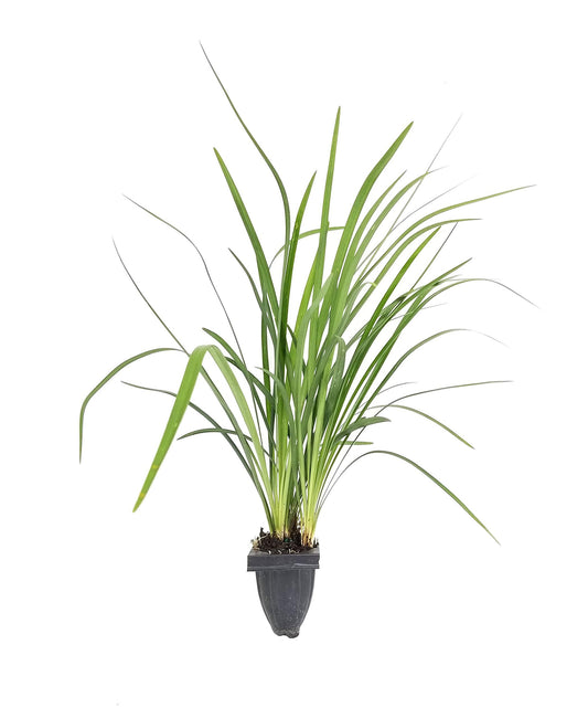 Emerald Goddess Liriope Muscari | Live Plants | Drought Tolerant Low Maintenance Evergreen Ground Cover Grass