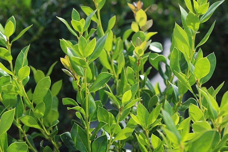 Needlepoint Chinese Holly | Ilex Cornuta | Live Quart Size Plant | Low Maintenance Screening Evergreen Hedge