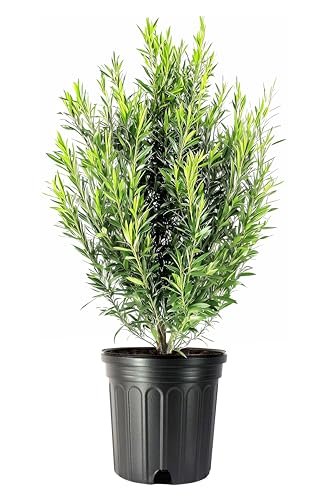 Podocarpus Macrophyllus | Extra Large 3 Gallon Plant | Japanese Yew | Low Maintenance Live Evergreen Privacy Hedge Shrub