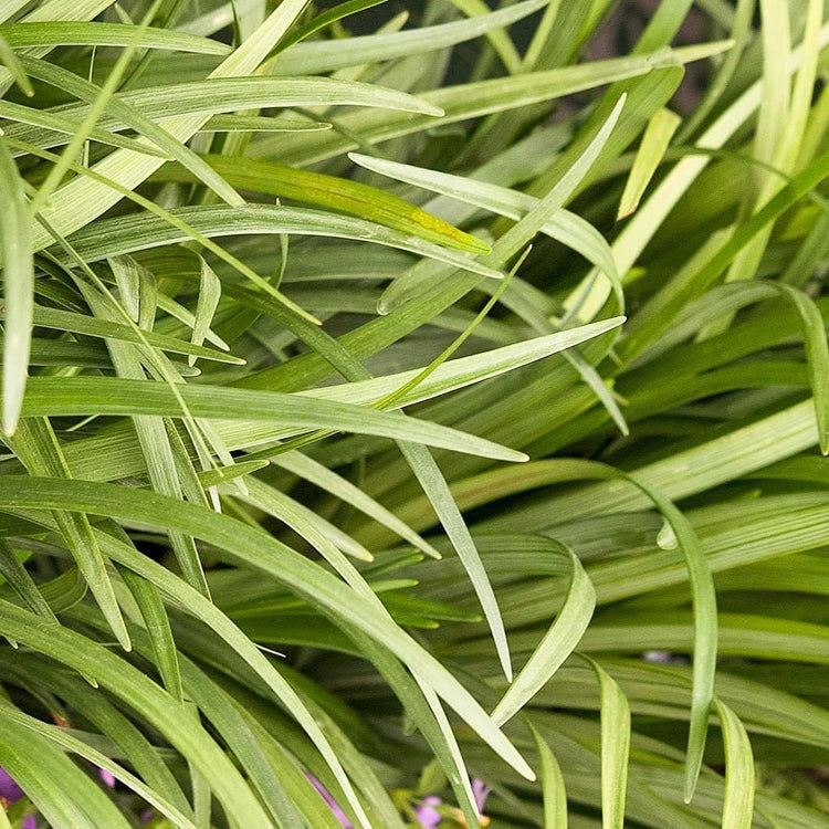 Liriope Emerald Goddess Muscari | Large Gallon Size Plants | Live Drought Tolerant Low Maintenance Evergreen Groundcover Grass