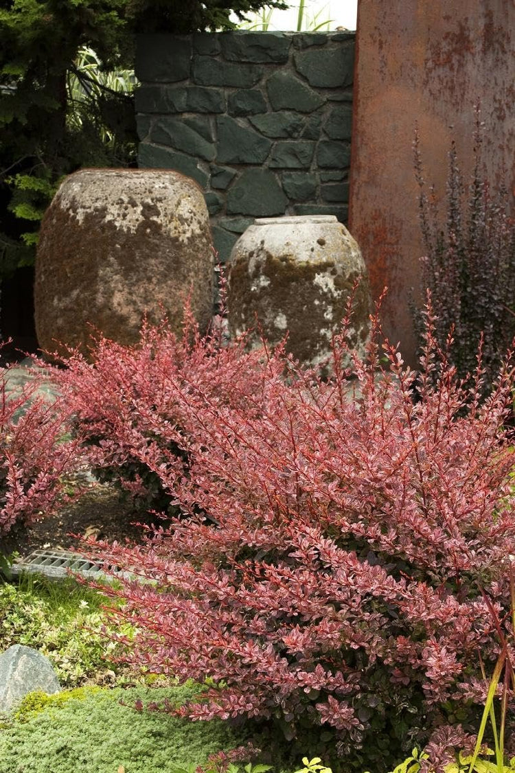 Barberry Rosy Glow | Live Plants | Vibrant Dual|Toned Foliage, Ideal for Landscaping & Hedging, Hardy & Drought|Tolerant, Live Decorative Shrub Plant