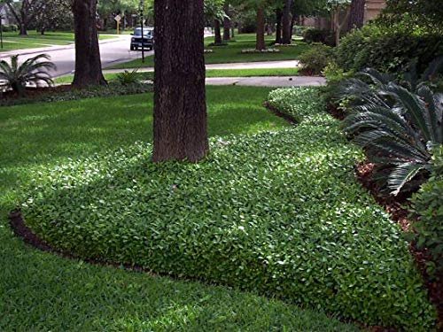 Asiatic Jasmine Minima - Live Inch Plant - Trachelospermum Asiaticum - Drought Tolerant Cold Hardy Evergreen