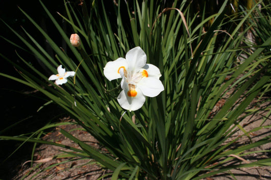 African Iris White | Live Plants | Dietes Iridioides | Drought Tolerant Groundcover Grass