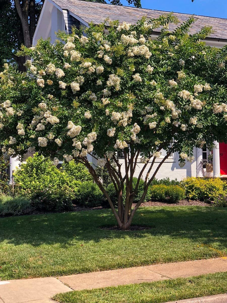 Crape Myrtle Natchez | Live Plants | Lagerstroemia Indica | Beautiful Low Maintenance White Blooming Flowering Tree