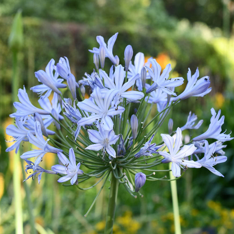 Agapanthus Africanus Lily of The Nile | Large Gallon Size Plants | Low Maintenance Flowering Groundcover Grass