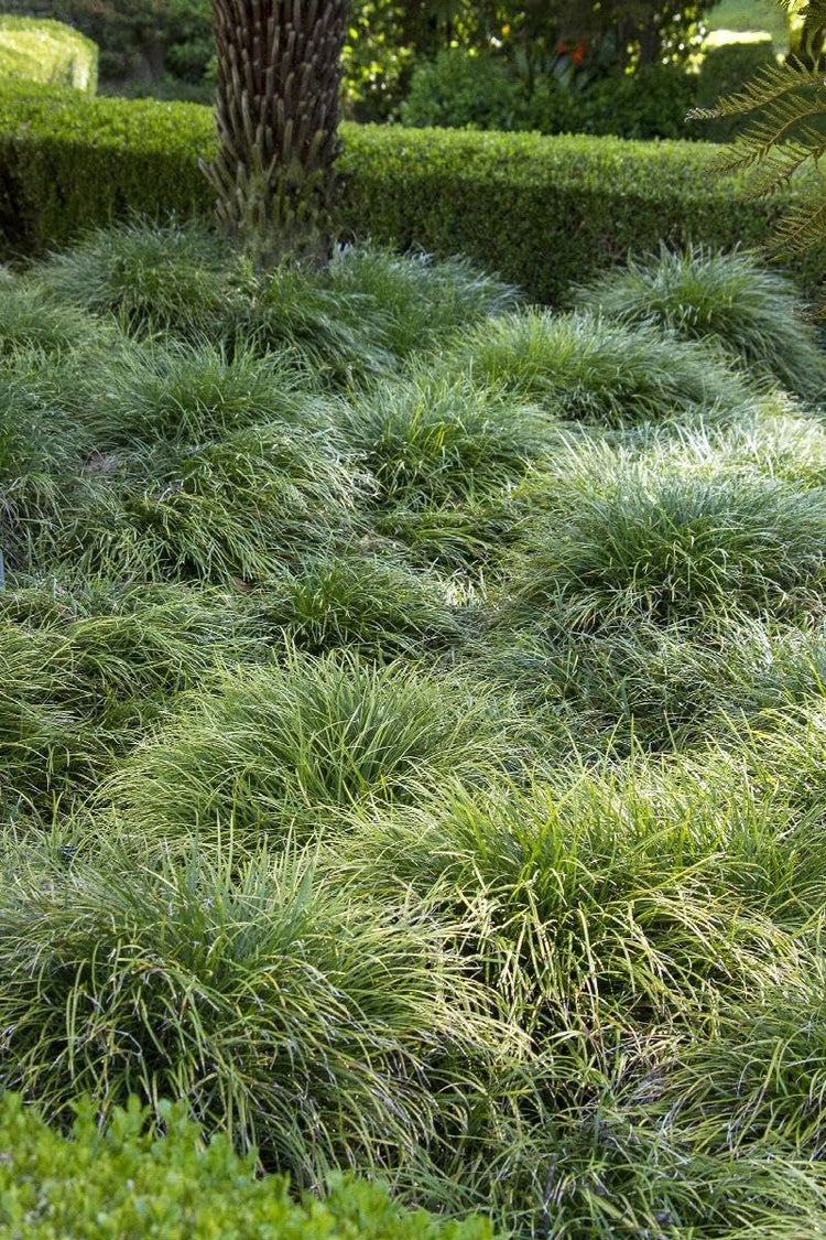 Mondo Grass I Large Gallon Size Plant I Ophiopogon Japonicus I Live Dense, Evergreen Ground Cover Plant, Ideal for Edging, Borders, and Ornamental Landscaping, Easy to Care