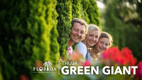 Thuja Green Giant Arborvitae | Live Trees 2" Pot Size | Evergreen Privacy Plants