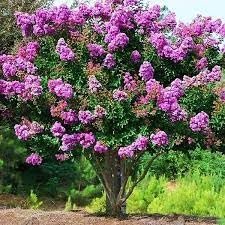 Crape Myrtle Catawba | Extra Large 3 Gallon Plants I Purple Flowering Lavender|Purple Summer Blooms, Drought|Resistant Live Tree