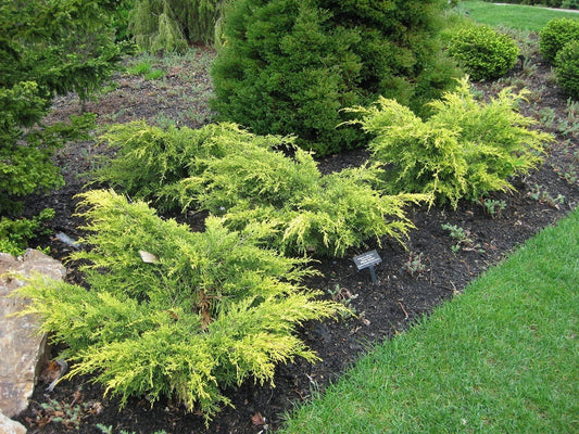 Old Gold Juniper | Live Gallon Size Plants | Juniperus Chinensis | Drought Tolerant Cold Hardy Evergreen Groundcover