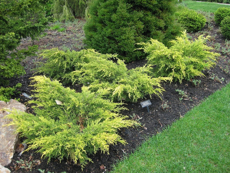 Old Gold Juniper | Live Gallon Size Plants | Juniperus Chinensis | Drought Tolerant Cold Hardy Evergreen Groundcover