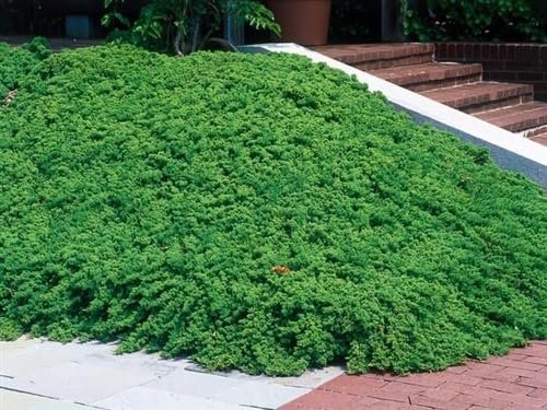 Procumbens Nana Juniper | Extra Large 3 Gallon Plants | Lush, Low|Growing Evergreen, Ideal for Ground Cover, Bonsai, Topiary, and Landscape Design, Hardy & Drought Resistant