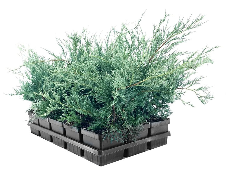 Juniper Angelica Blue | Live 4 Inch Pots | Juniperus chinensis ëAngelica Blueí | Evergreen Ground Cover Plants | Drought|Tolerant Landscaping Shrub