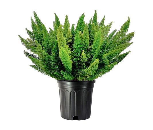 Foxtail Fern | Extra Large 3 Gallon Plant | Asparagus densiflorus 'Meyersii' | Lush Texture | Architectural Greenery
