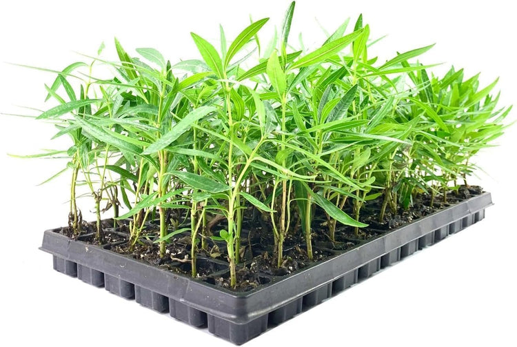 Oleander Red Plants | Live Plants | Nerium Oleander | Vibrant Red Blooms | Ideal for Outdoor Landscaping | Hardy & Low|Maintenance | Attracts Pollinators | Perfect for Hedges & Borders