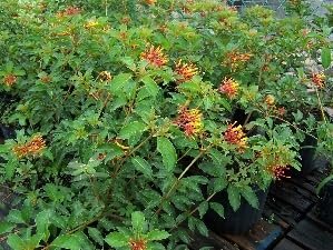 Firebush Dwarf I Live Plants I Hamelia Patens Compactal Vibrant Red|Orange Blooms, Low|Maintenance, Heat|Tolerant, Perfect for Small Gardens and Containers