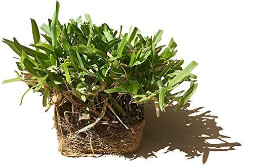 St. Augustine 'Seville' Sod | Live Plugs | Drought, Salt & Shade Tolerant Turf Grass