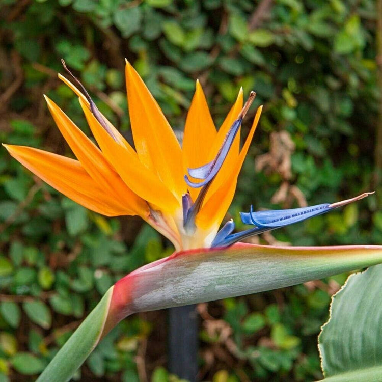 Orange Bird of Paradise | Strelitzia Reginae | Large Live Plant | Tropical Perennial Blooming Specimen
