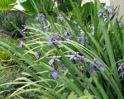 Walking Iris Apostle Plant | Extra Large 3 Gallon Plant | Neomarica gracilis | Tropical Foliage | Easy Care Perennial