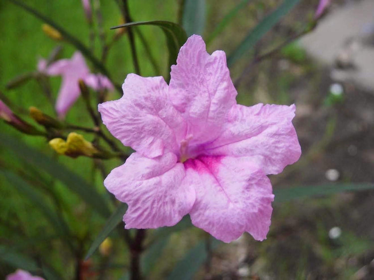 Mexican Petunia Pink | Live Plants | Ruellia Brittoniana | Pink Flowering Landscape Pollinator | Heat Tolerant Groundcover | Outdoor Perennial for Gardens Borders Walkways Containers