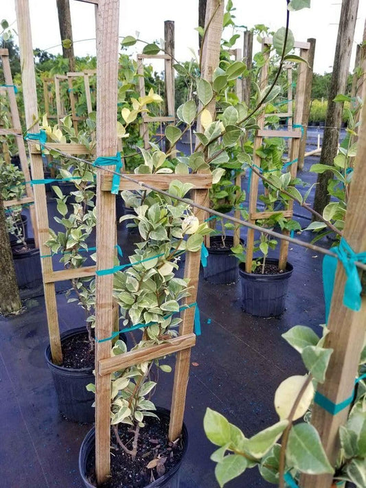 Variegated Confederate Jasmine | Extra Large 3 Gallon Plants | Trachelospermum jasminoides Variegata | Eye|Catching Climber | Perfect for Garden Walls and Trellises