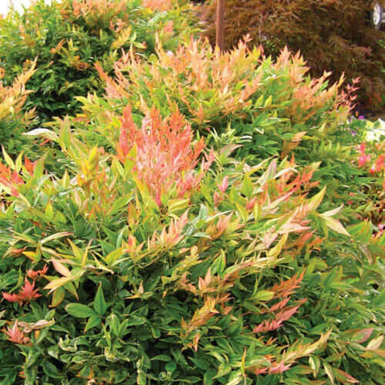 Nandina Gulfstream | Extra Large 3 Gallon Plants | Nandina Domestica 'Gulfstream' | Year|Round Colorful Foliage | Garden Accent