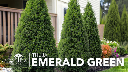 Arborvitae Emerald Green | Live Gallon Size Trees | Thuja Occidentalis Smaragd | Evergreen Privacy Screening Hedge Plants