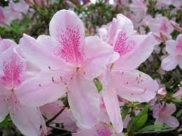 Azalea Duchess of Cypress | Extra Large 3 Gallon Plant | Vibrant & Blossoming Shrub, Stunning Spring Blooms, Perfect for Gardens, Borders, and Landscape Accents