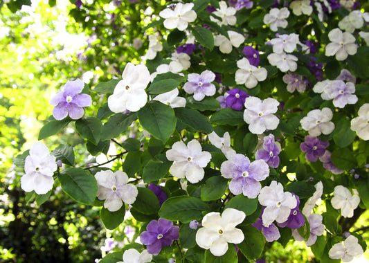 Yesterday Today Tomorrow | Extra Large 3 Gallon Plants | Brunfelsia pauciflora | Fragrant Blooms | Full Sun to Partial Shade