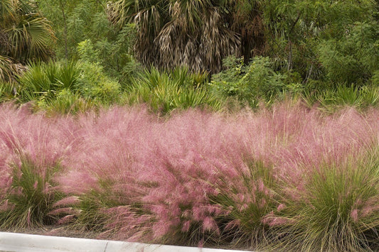 Muhly Grass | 3 Extra Large 3 Gallon Plants | Muhlenbergia capillaris | Landscape Beautification | Garden Elegance