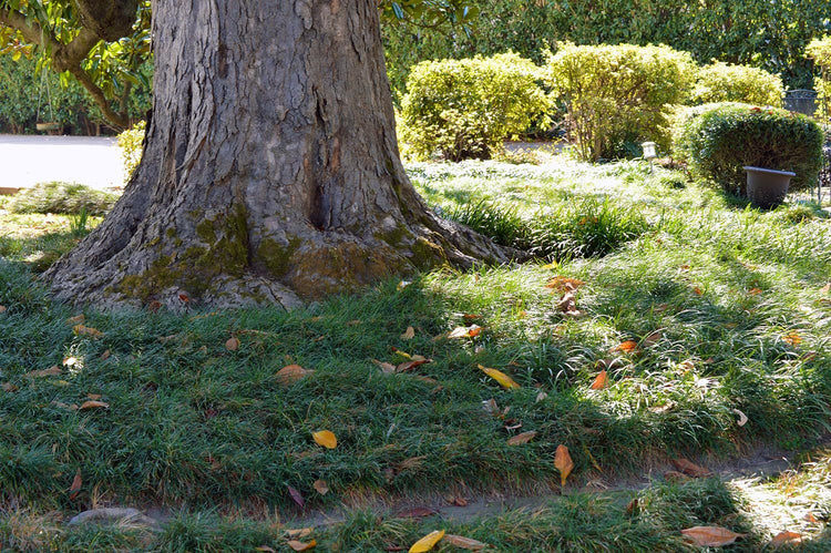 Mondo Grass | Live 4 Inch Pots | Ophiopogon Japonicus | Durable Ground Cover | Shade Tolerant Landscaping Plants