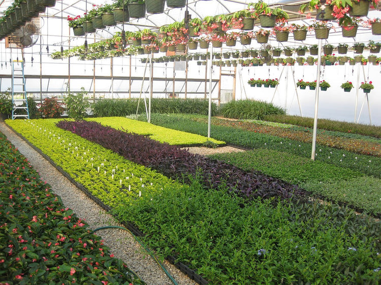 Flax Lily | 10 Pack | Variegated Dianella Tasmanica Variegata | Evergreen Shade Loving Grass