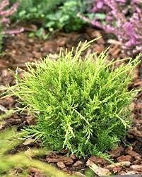 Old Gold Juniper | Live Gallon Size Plants | Juniperus Chinensis | Drought Tolerant Cold Hardy Evergreen Groundcover