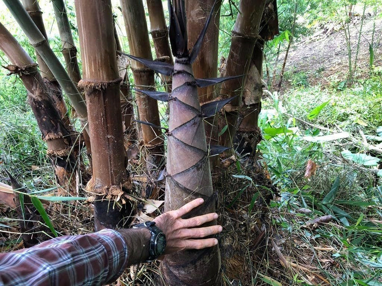 Dendrocalamus Asper Bamboo Plant | Live Plant | Fast|Growing Indoor/Outdoor Giant Bamboo for Landscaping & Green Decor | Eco|Friendly | Also Known as Dragon/Rough Bamboo