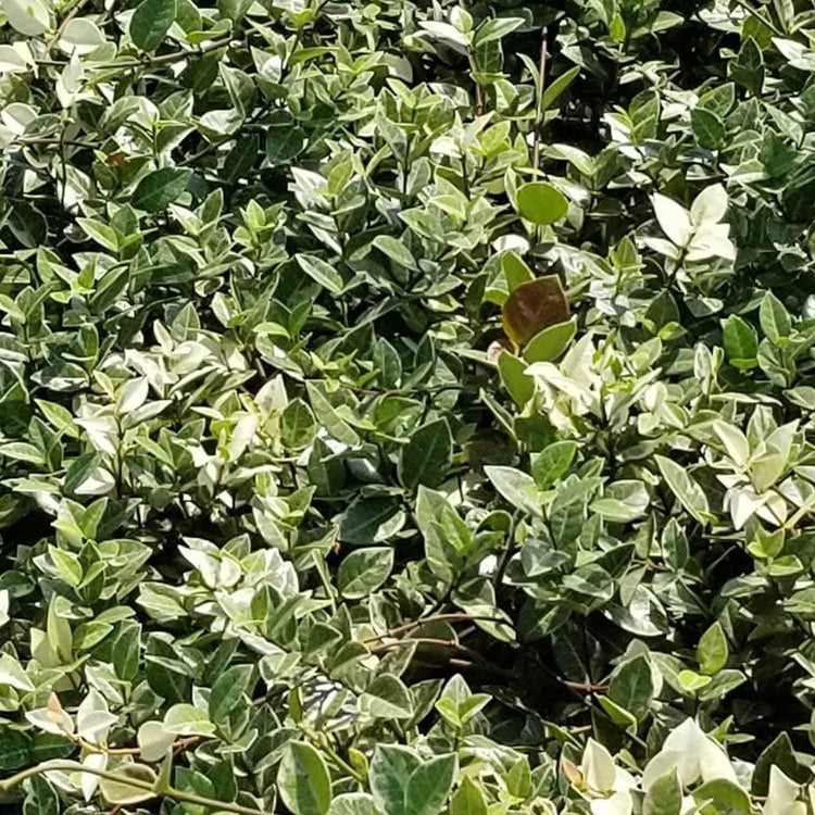 Variegated Asiatic Jasmine Minima | Live Plants | Easy|Grow Ground Cover | Lush, Trailing Green and White Foliage | Perfect for Gardens and Landscape Borders | Hardy Evergreen Plant