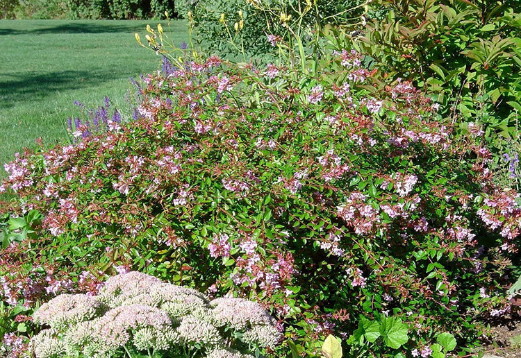Abelia Grandiflora Edward Goucher | Live Plants | Flowering Deer Resistant Butterfly Attracting Shrub