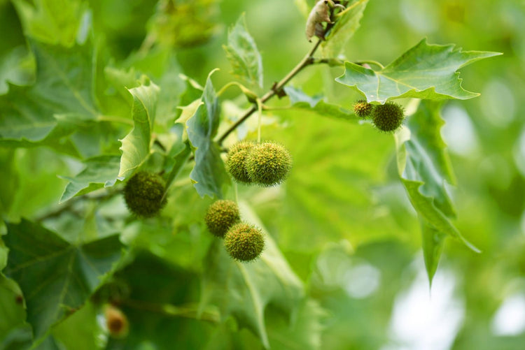 American Sycamore Tree | Live Plants | Platanus Occidentalis | Hardy, Fast|Growing, Shade Provider | Perfect for Landscaping and Outdoor Decor