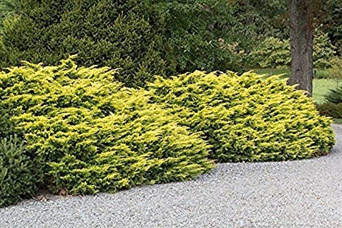 Saybrook Gold Juniper | Live Plants | Juniperus Chinensis | Hardy Evergreen Ground Cover